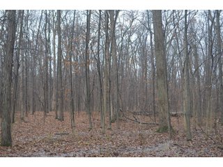Property photo 22 - FARM AUCTION - 60.5+/- ACRES IN 5 TRACTS IN ALLEN COUNTY, INDIANA